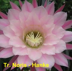 Tr. Noris - Hanke.4.1.jpg 